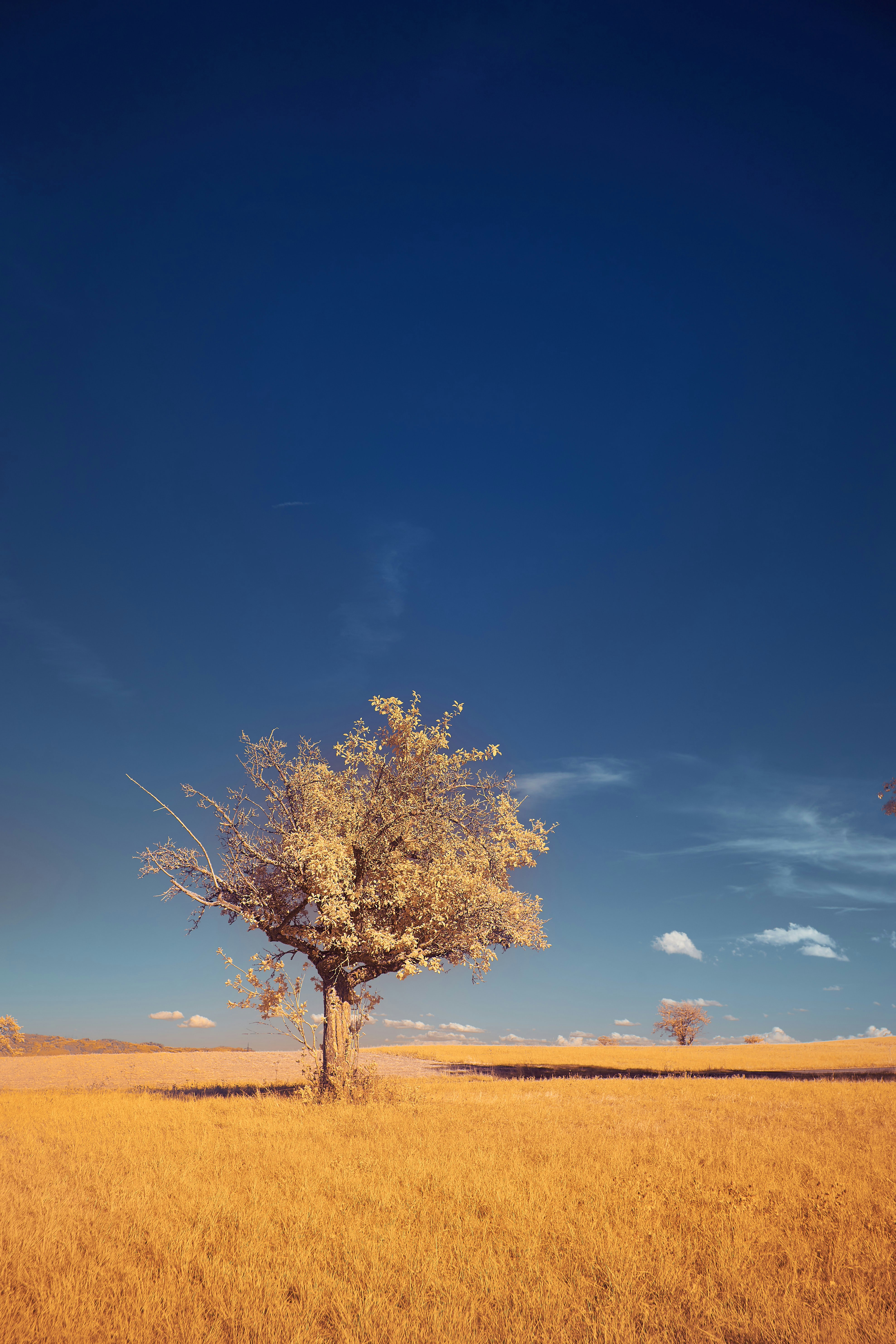 Photo by wolfgang_hasselmann