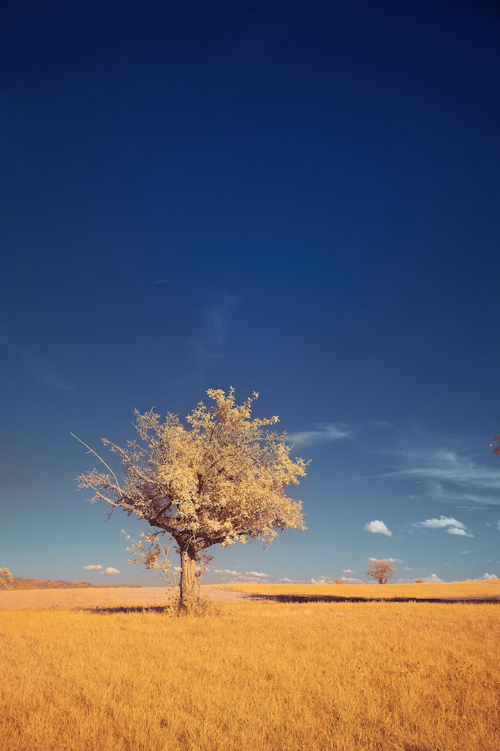 leafless tree on brown field under blue sky during daytime