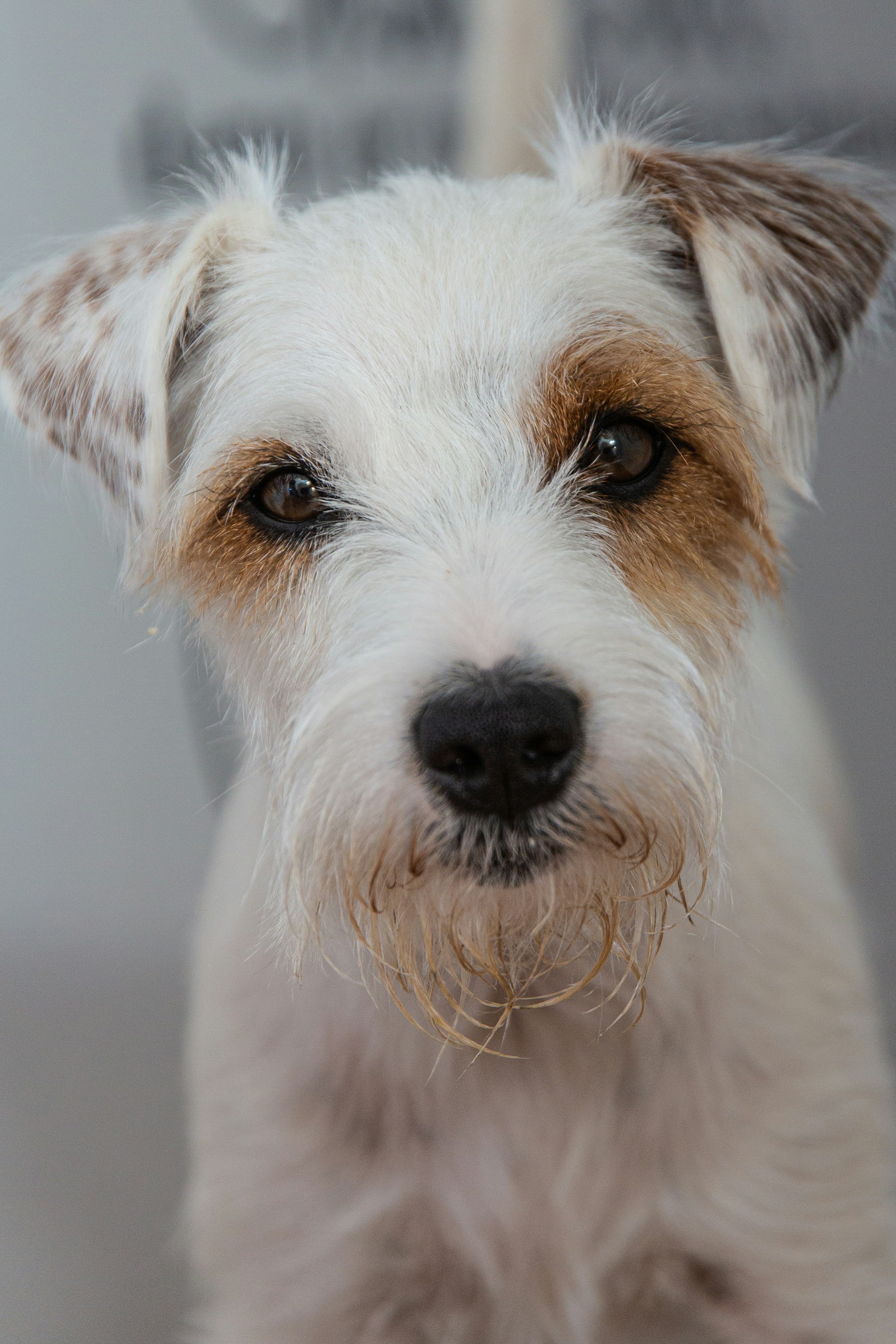 Parson russell terrier