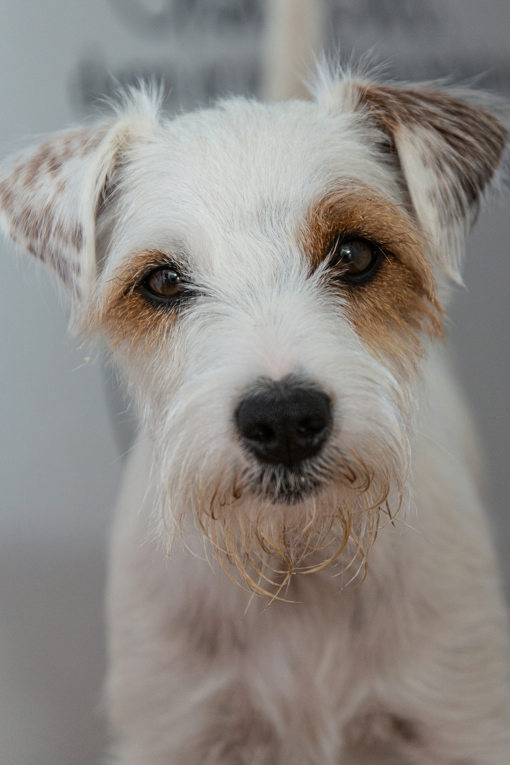 white and brown short coated dog