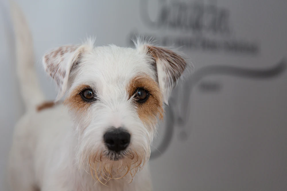 Parson Russell Terrier, photo 1