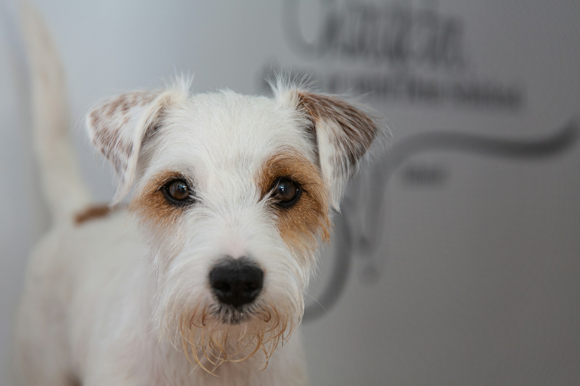 parson russell terrier