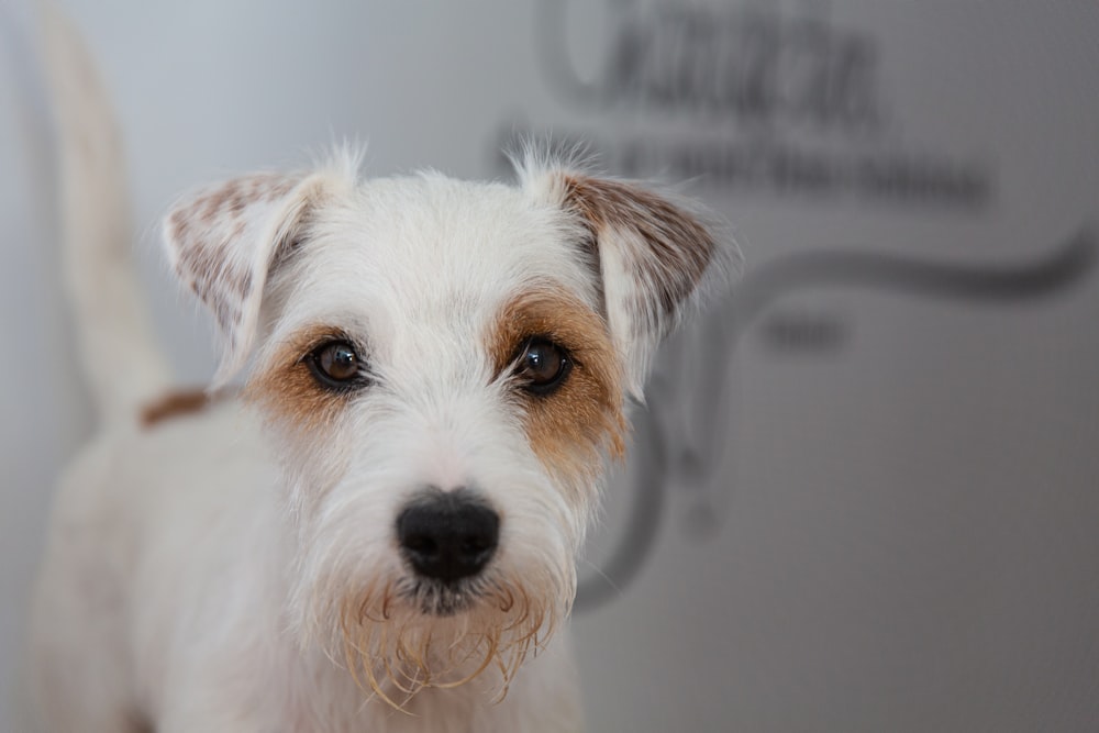 white and brown short coated dog