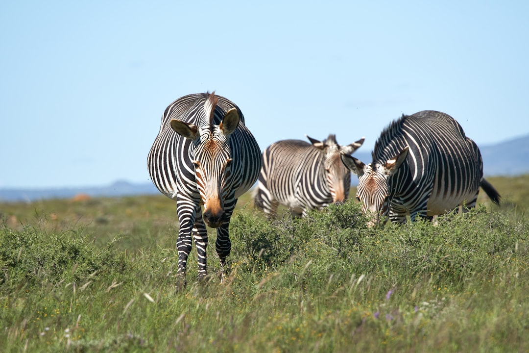 zebra on green grass field during daytime