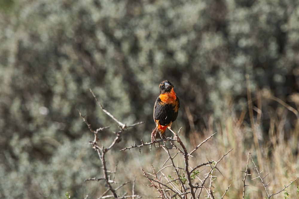 black and orange bird on brown tree branch during daytime