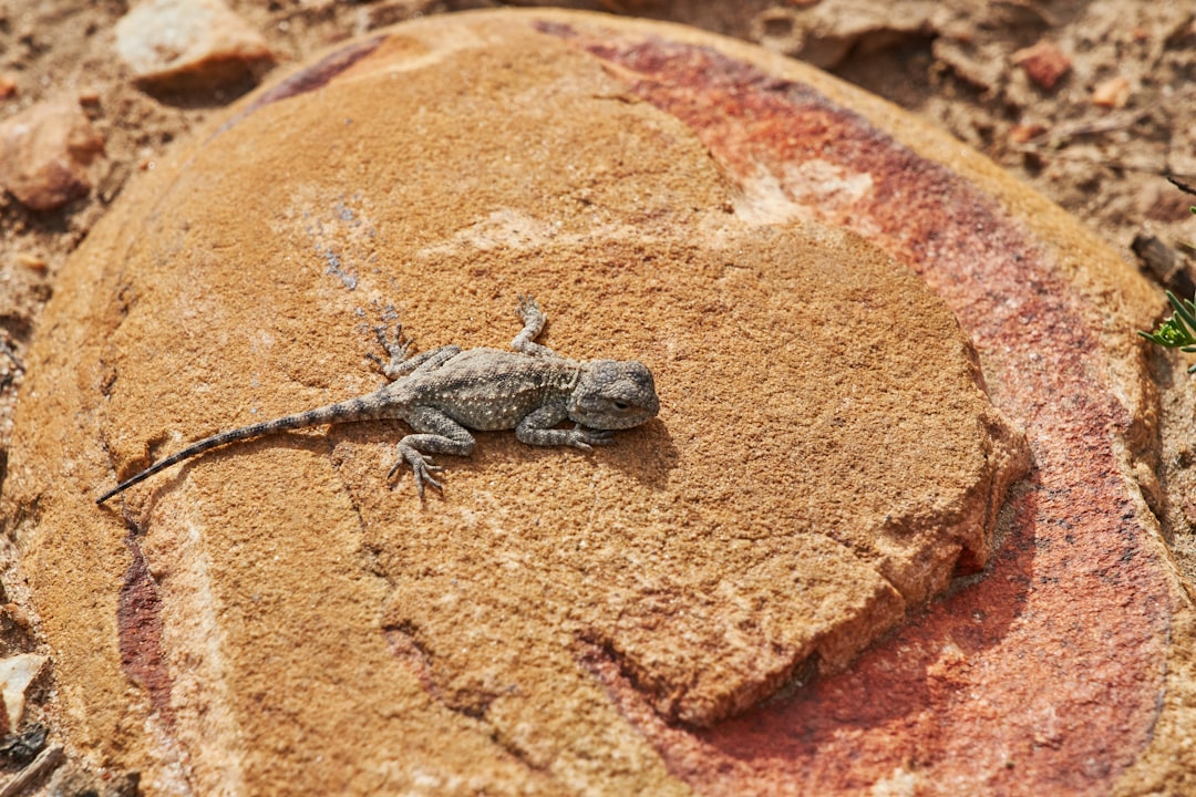 gray lizard on brown rock