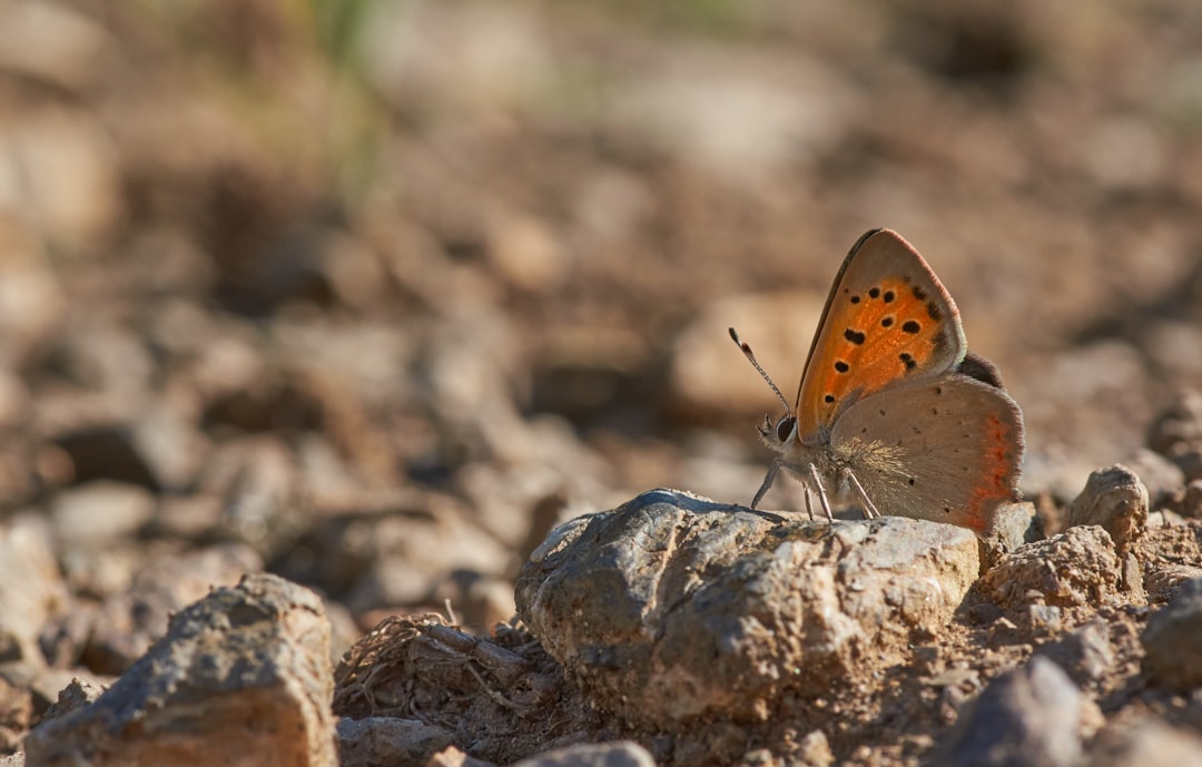 brown and white butterfly on brown rock