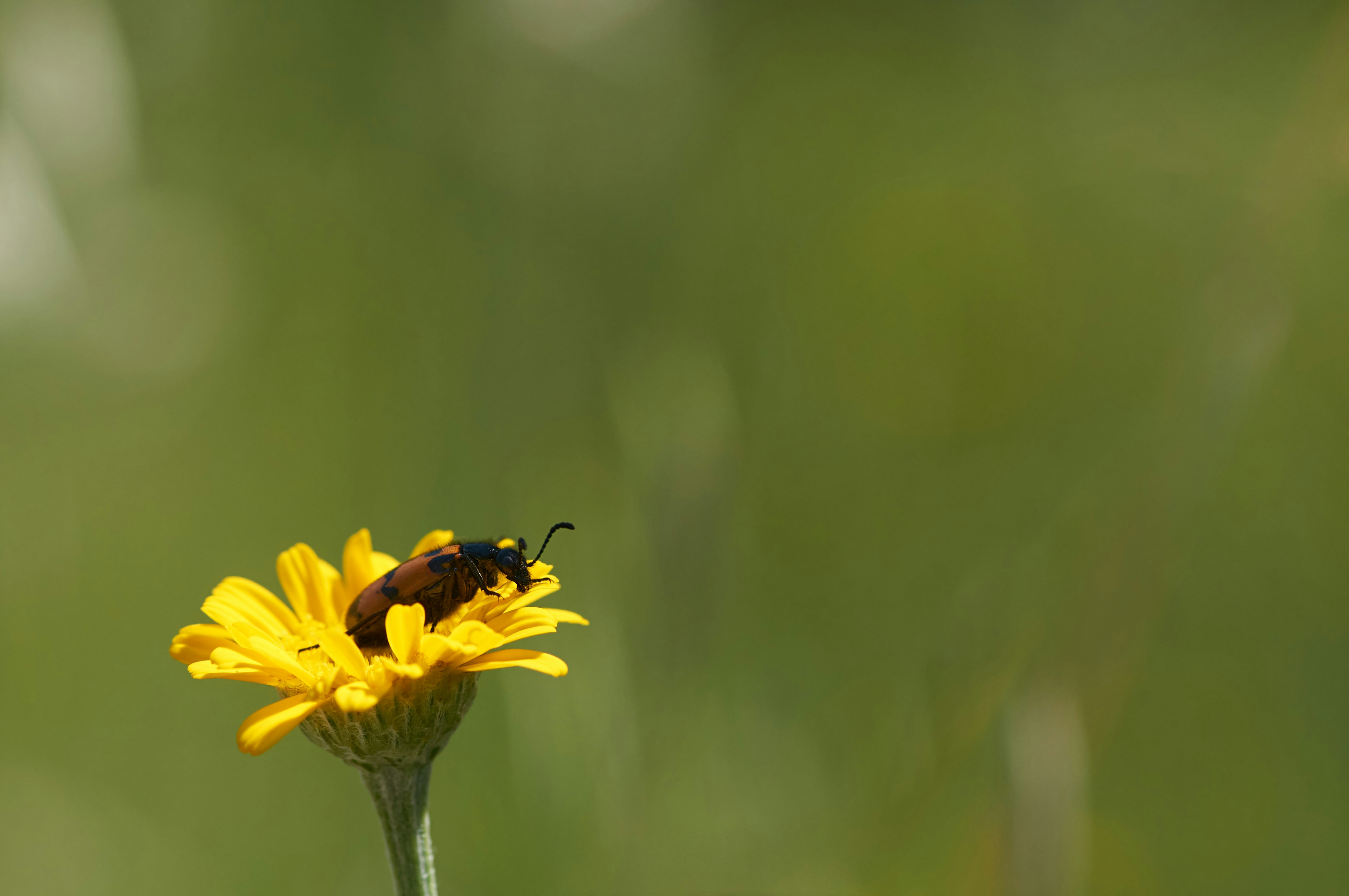 Photo by wolfgang_hasselmann