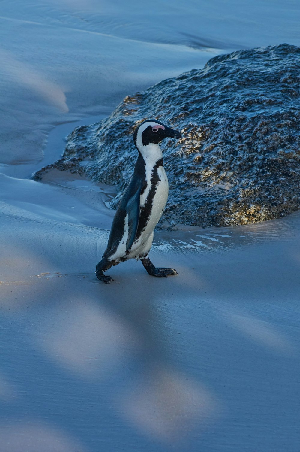 penguin standing on brown sand during daytime