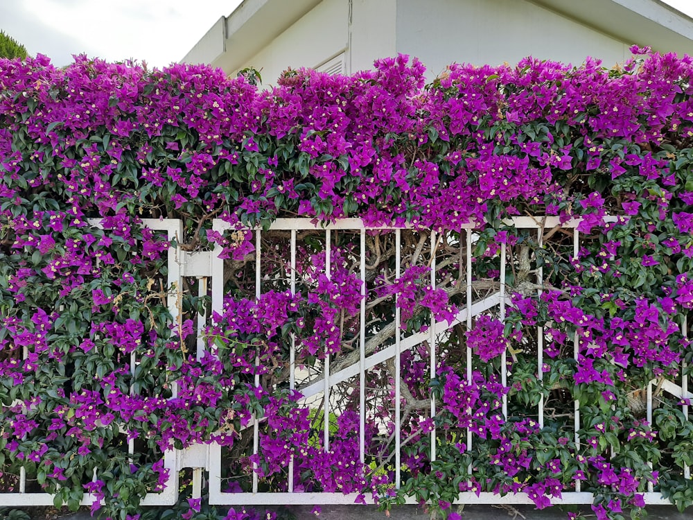 purple flowers on white concrete building