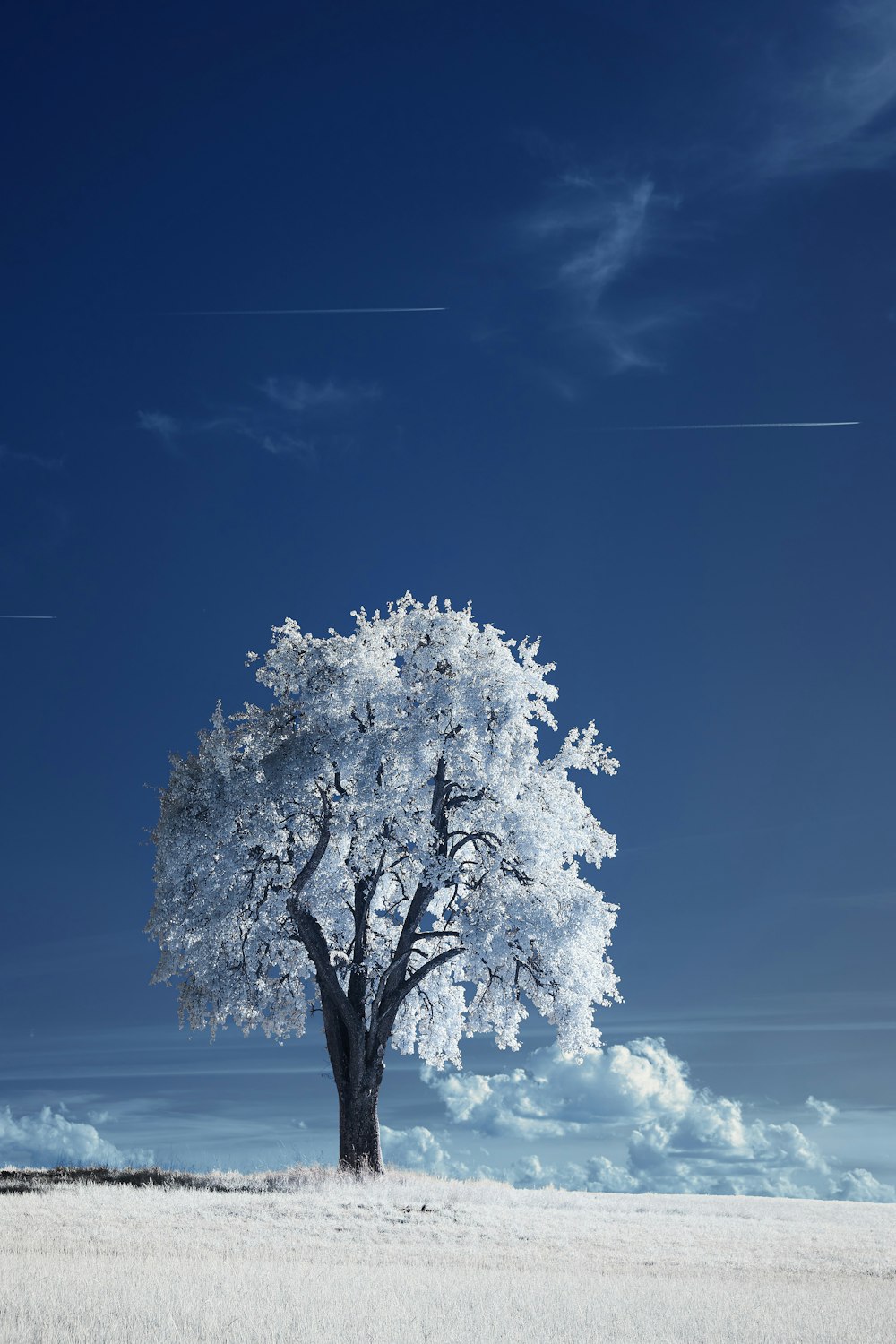 white tree under blue sky during daytime