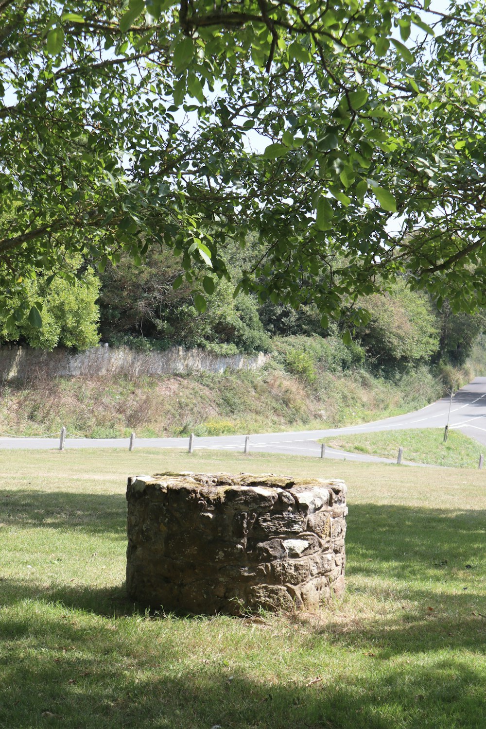 albero verde su campo di erba verde durante il giorno