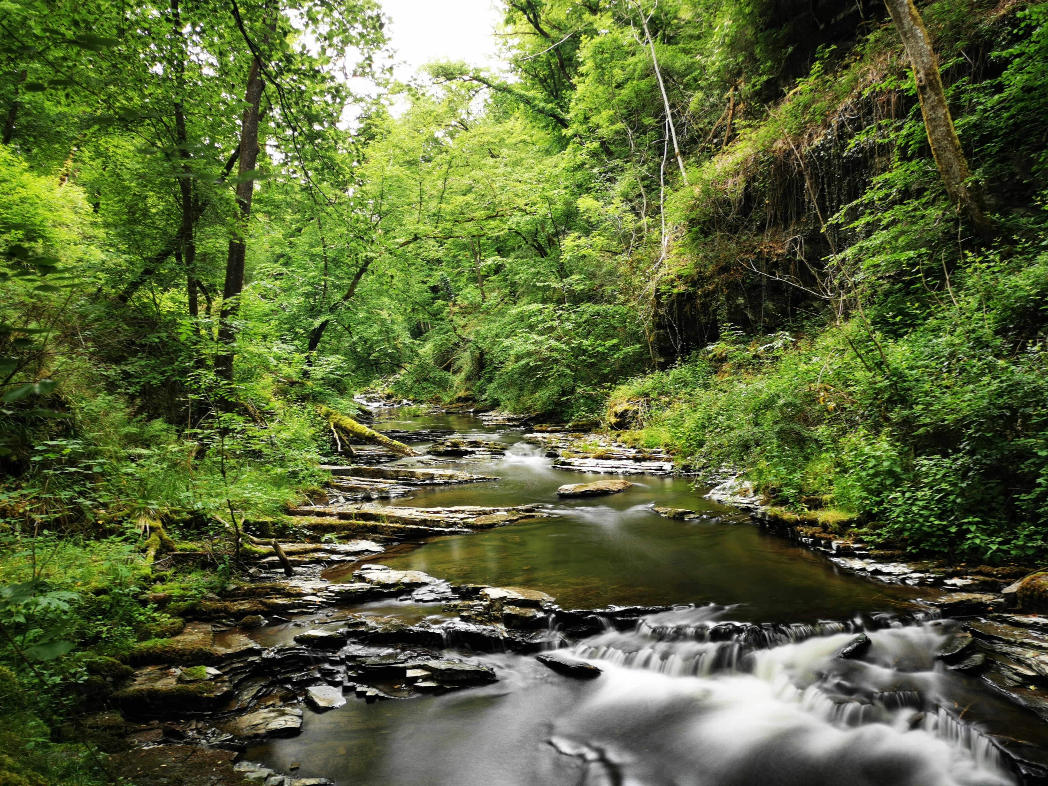 river in the middle of forest during daytime