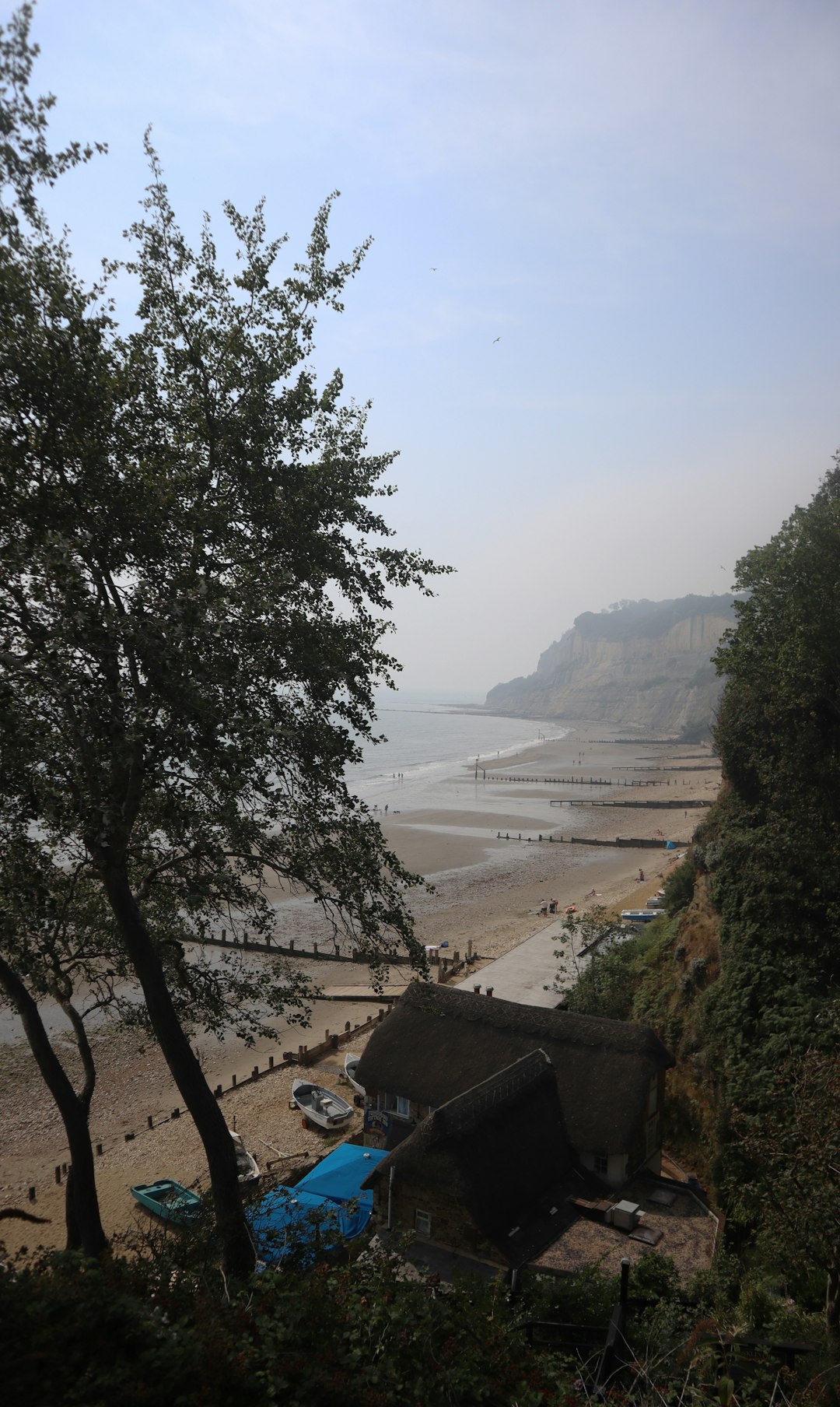 green trees near body of water during daytime