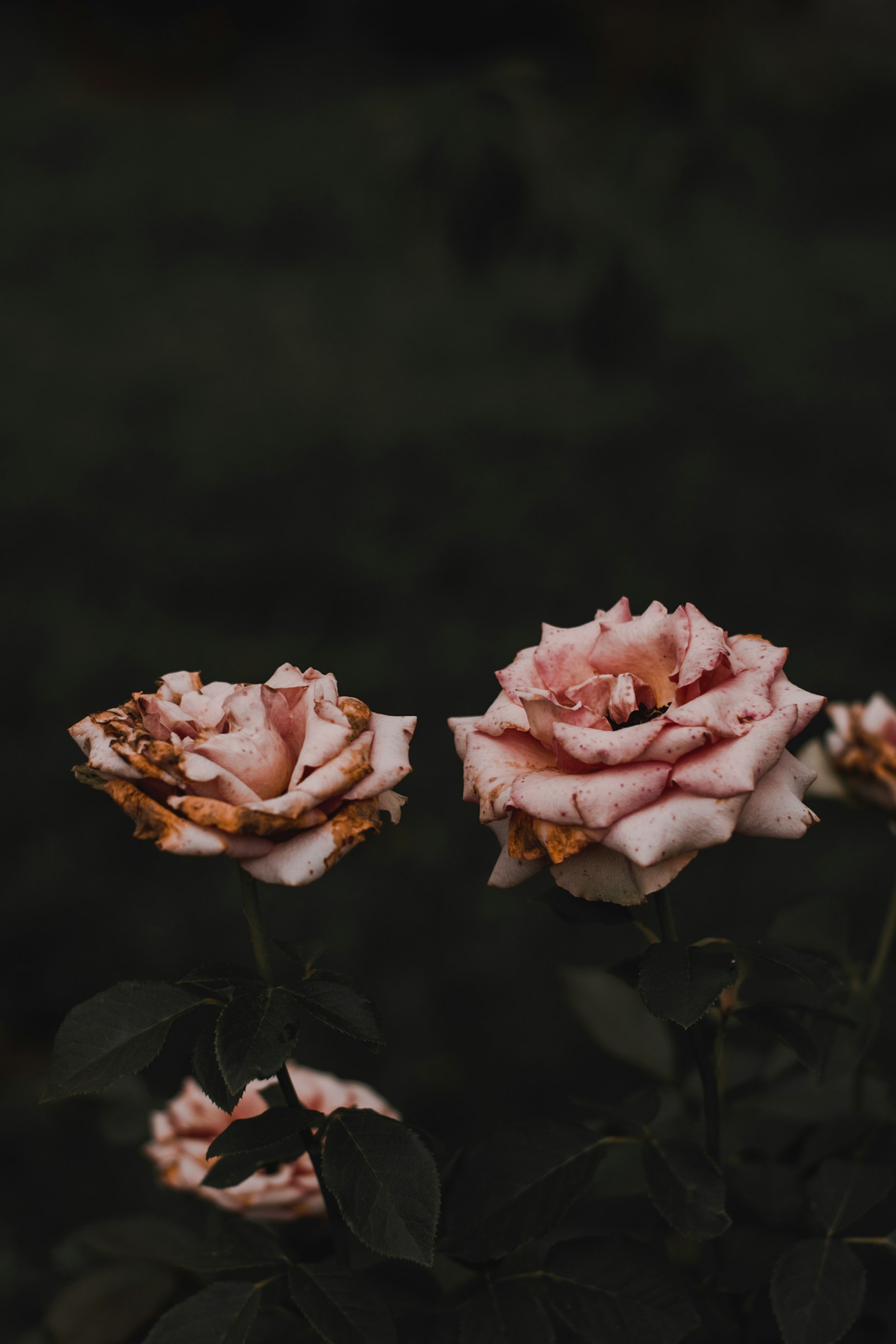 Nikon D5600 + Nikon AF-S Nikkor 50mm F1.8G sample photo. Pink rose in bloom photography