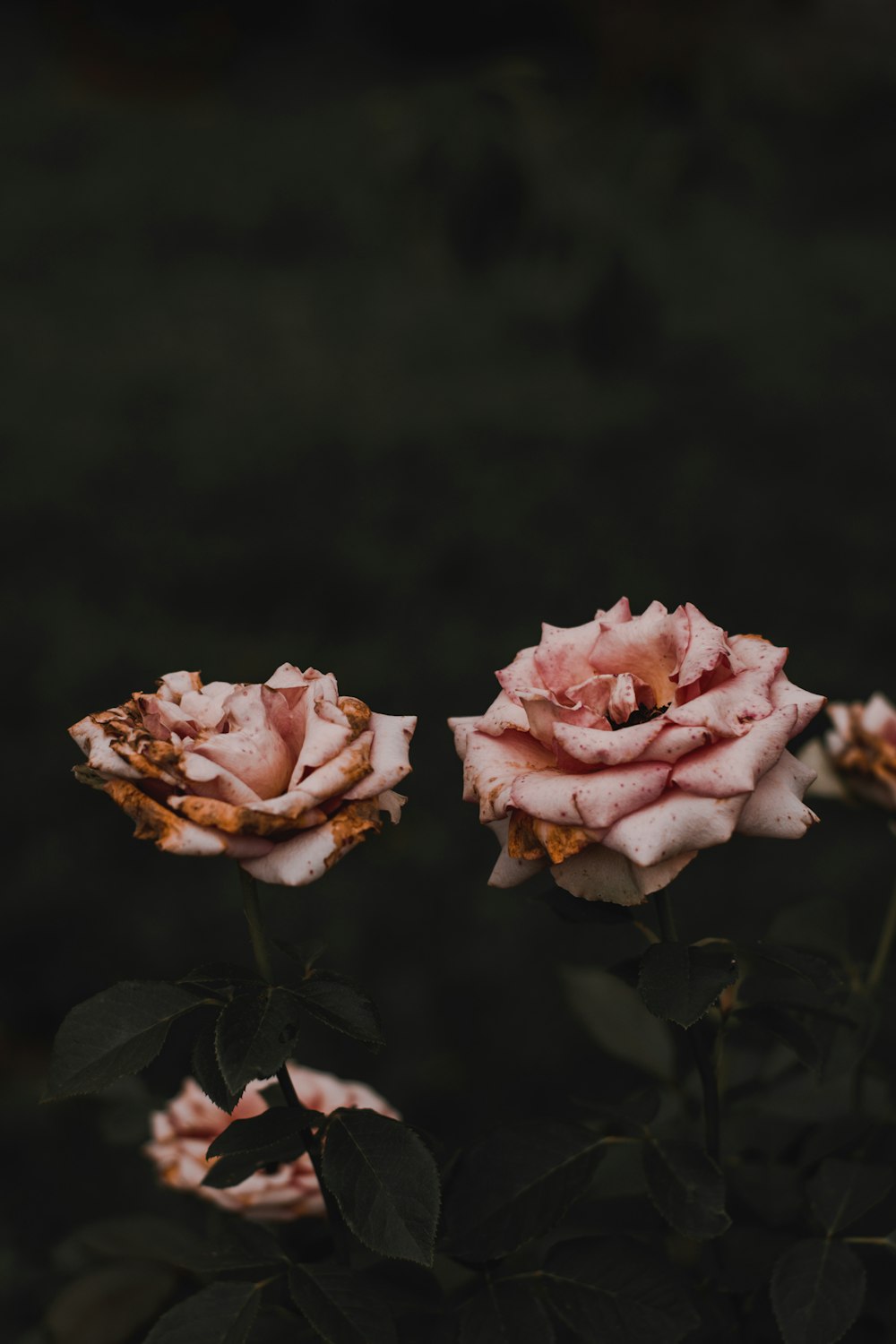 pink rose in bloom close up photo