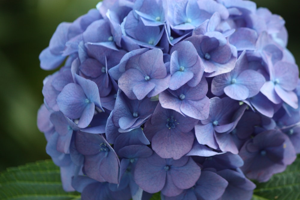 보라색 꽃 클로즈업 사진