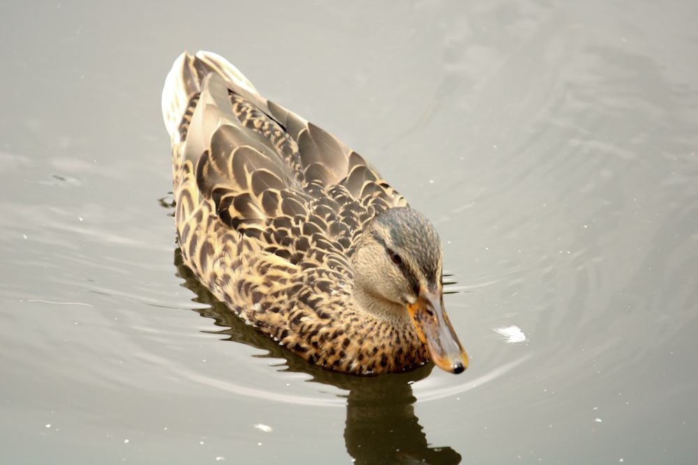 brown duck on water during daytime