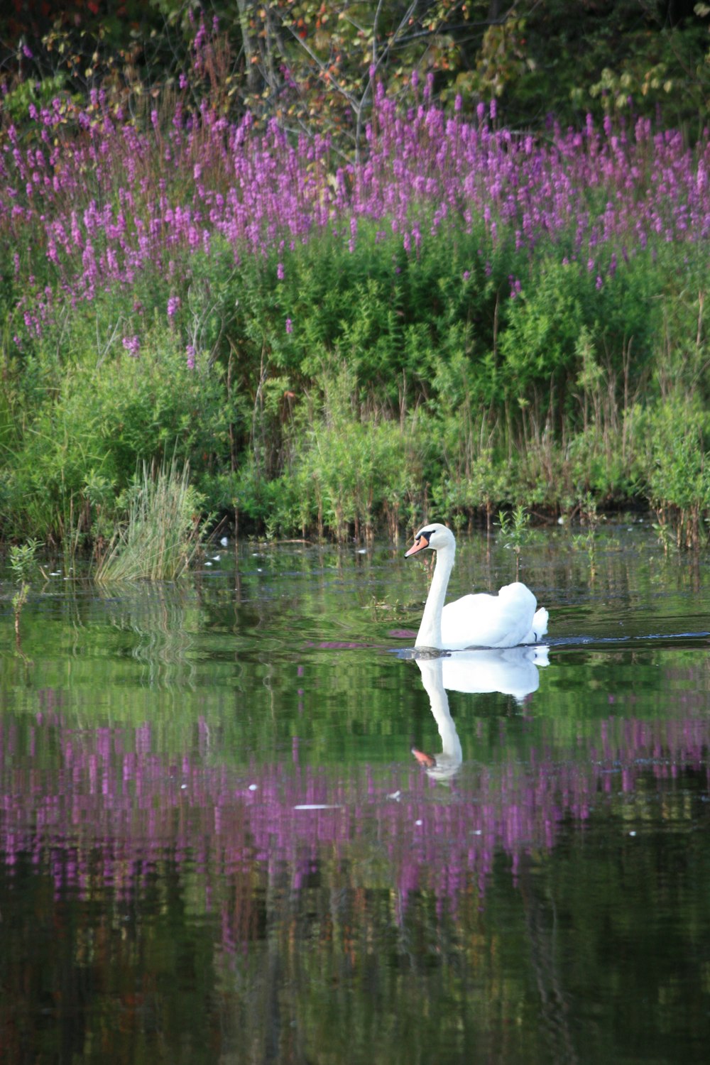 white swan on lake during daytime