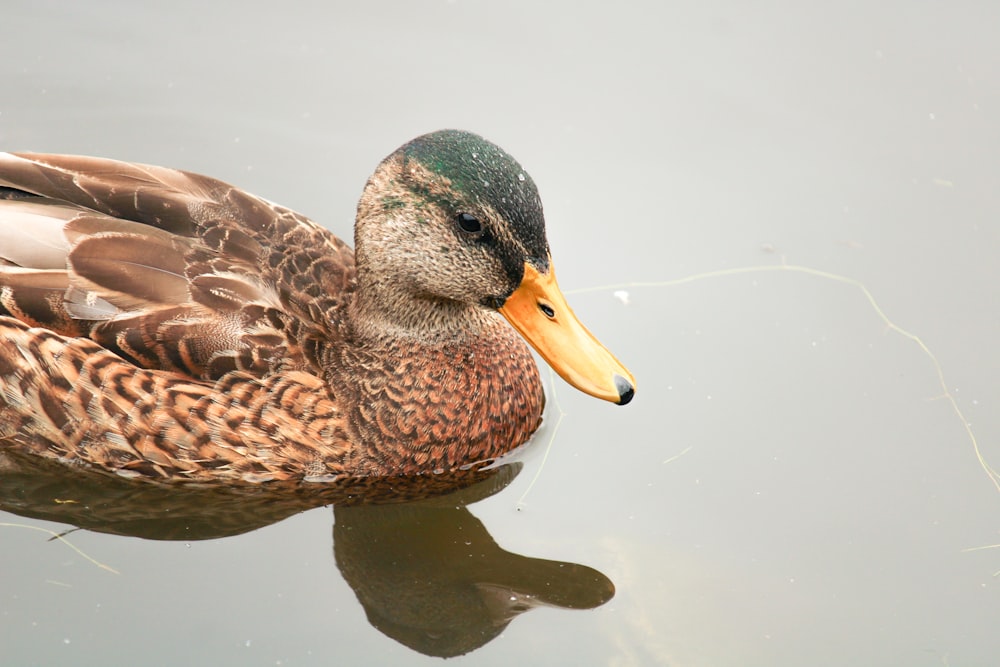 brown and green duck on water