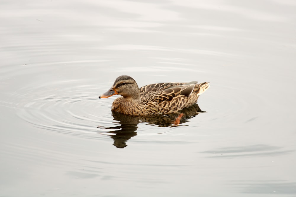 brown duck on water during daytime