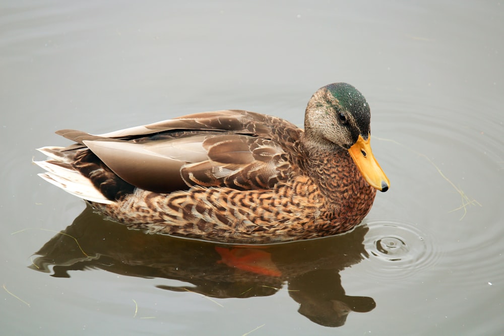 brown and black duck on water