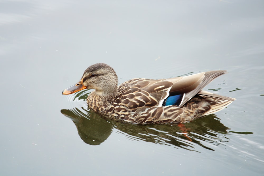 brown and white duck on water