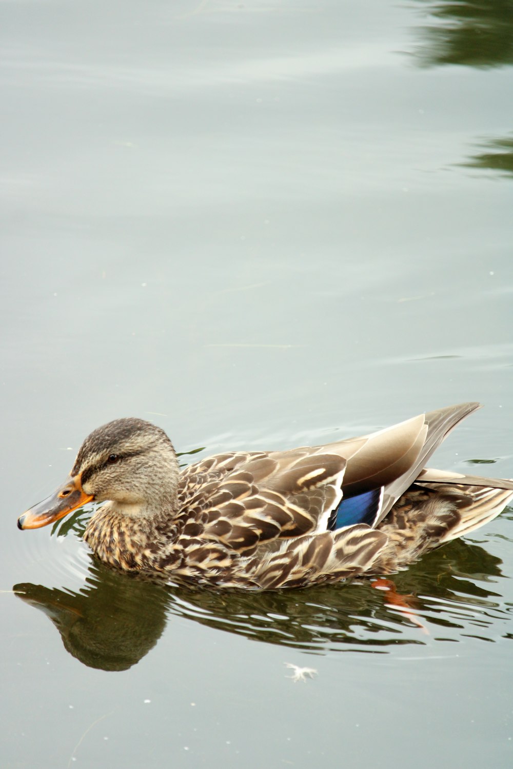 brown duck on water during daytime