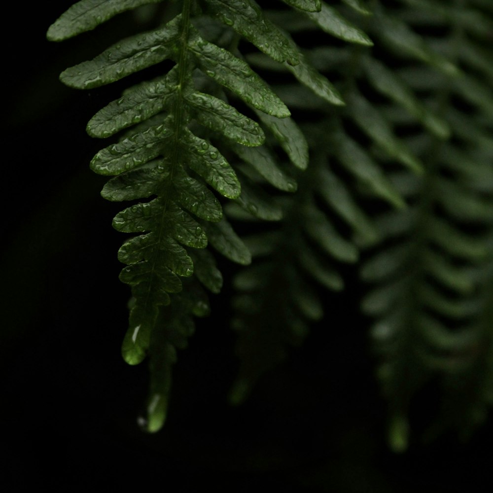 green fern plant in close up photography