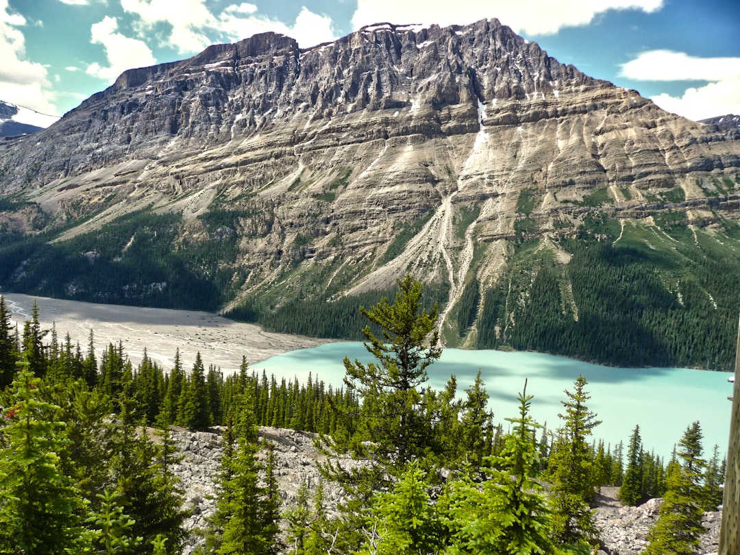 Hill station photo spot Peyto Lake Icefields Parkway