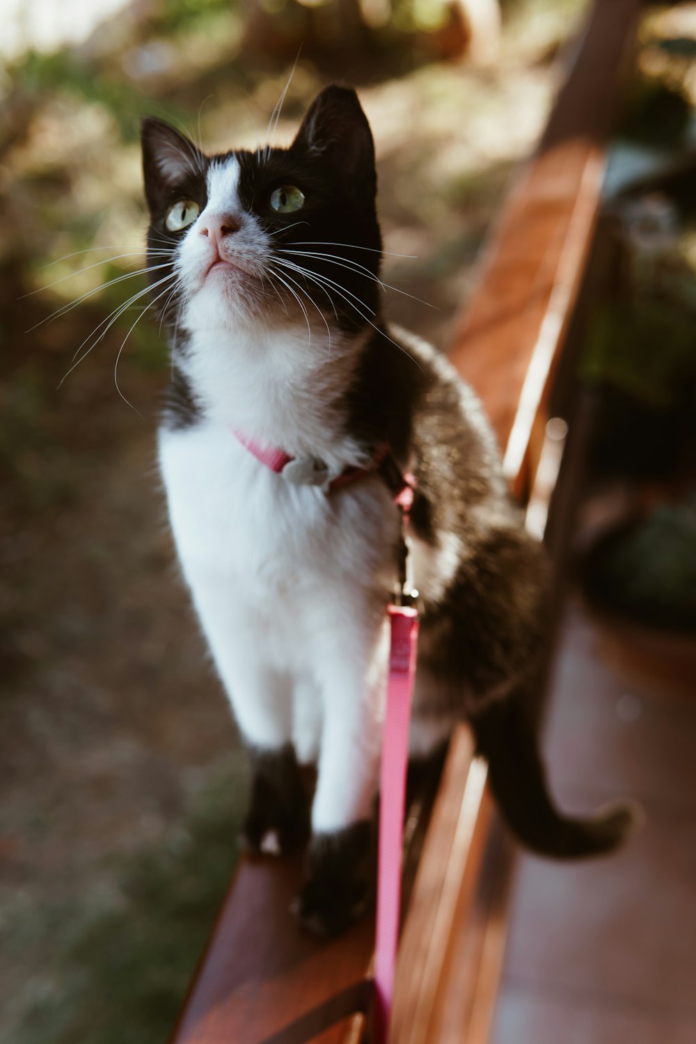 tuxedo cat on brown wooden chair