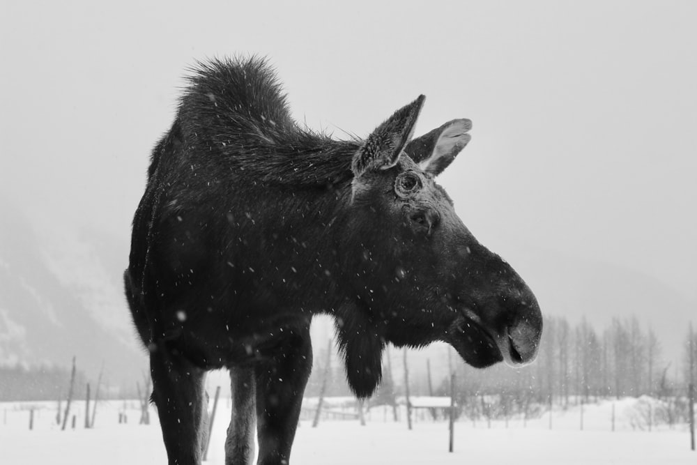 black donkey on snow covered ground