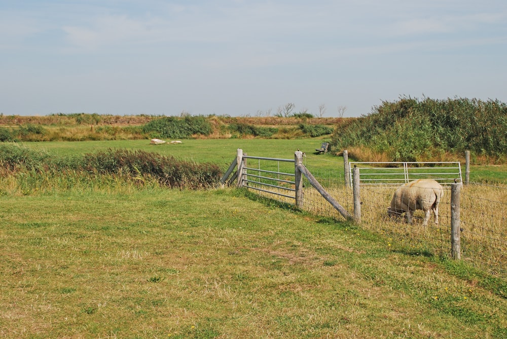 brown horse on green grass field during daytime