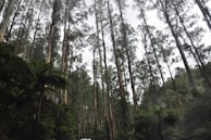 Tall eucalyptus trees stand vertically, reaching up to the sky, surrounded by lush green ferns and dense foliage. The scene is tranquil, with a sense of depth created by the densely packed forest.