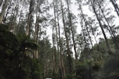 Tall eucalyptus trees stand vertically, reaching up to the sky, surrounded by lush green ferns and dense foliage. The scene is tranquil, with a sense of depth created by the densely packed forest.