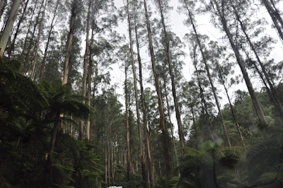 Lush eucalyptus trees growing tall in Tanzanian countryside ready for harvesting.