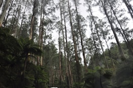 Tall eucalyptus trees stand vertically, reaching up to the sky, surrounded by lush green ferns and dense foliage. The scene is tranquil, with a sense of depth created by the densely packed forest.