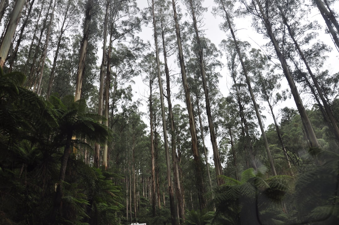 Forest photo spot Healesville VIC Ferny Creek VIC