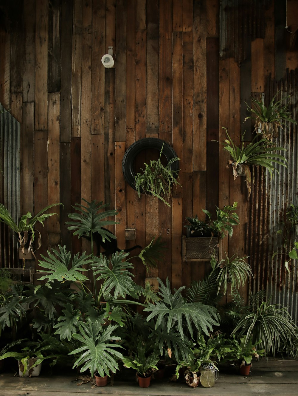 Planta de helecho verde cerca de la pared de madera marrón