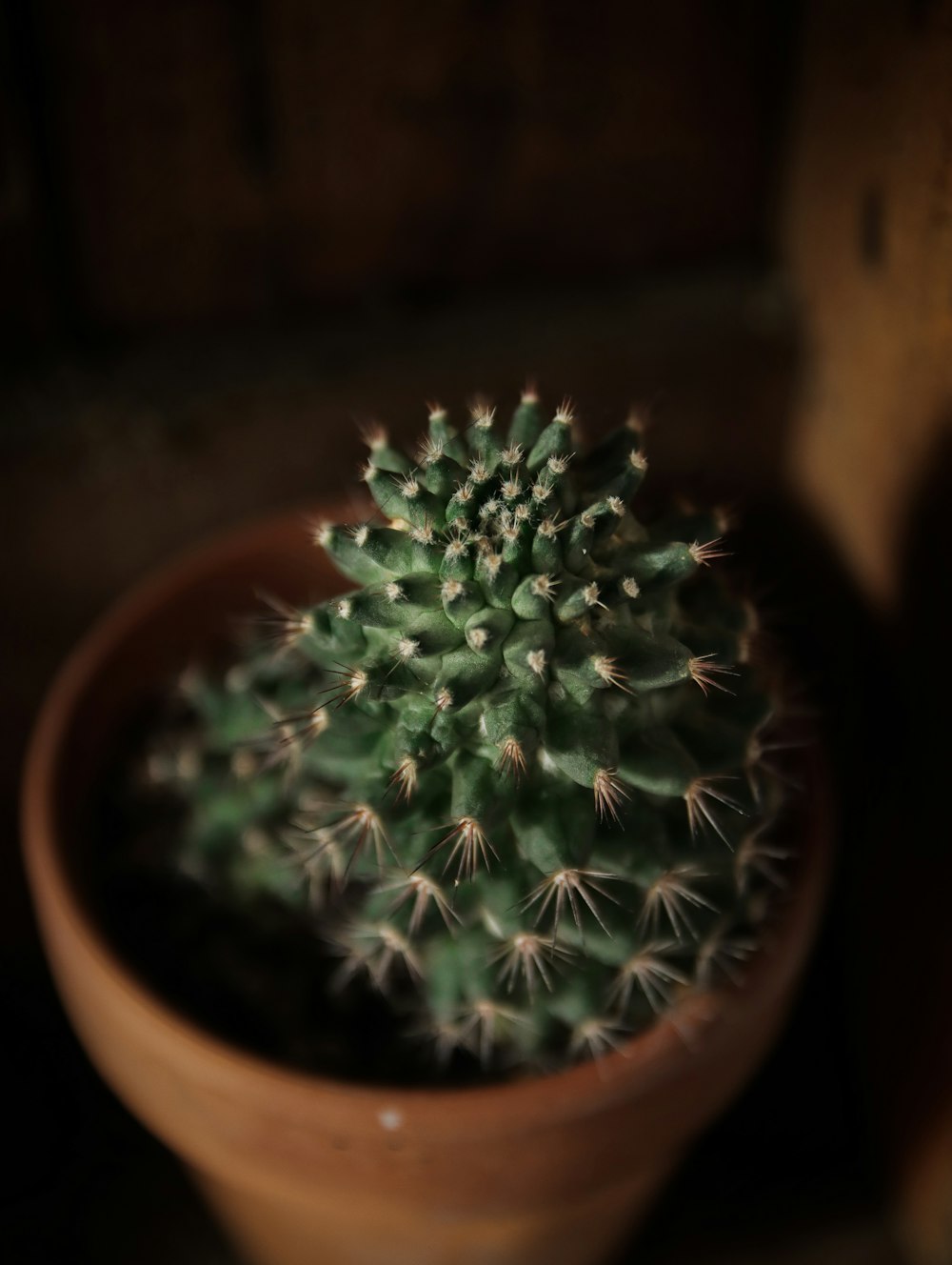 Planta de cactus verde en maceta de barro marrón