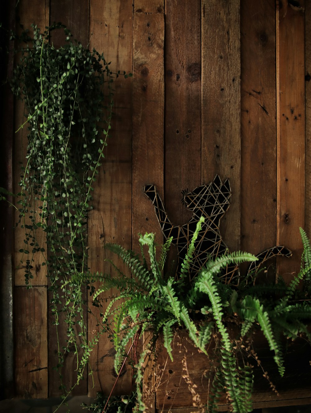 black bird on green plant