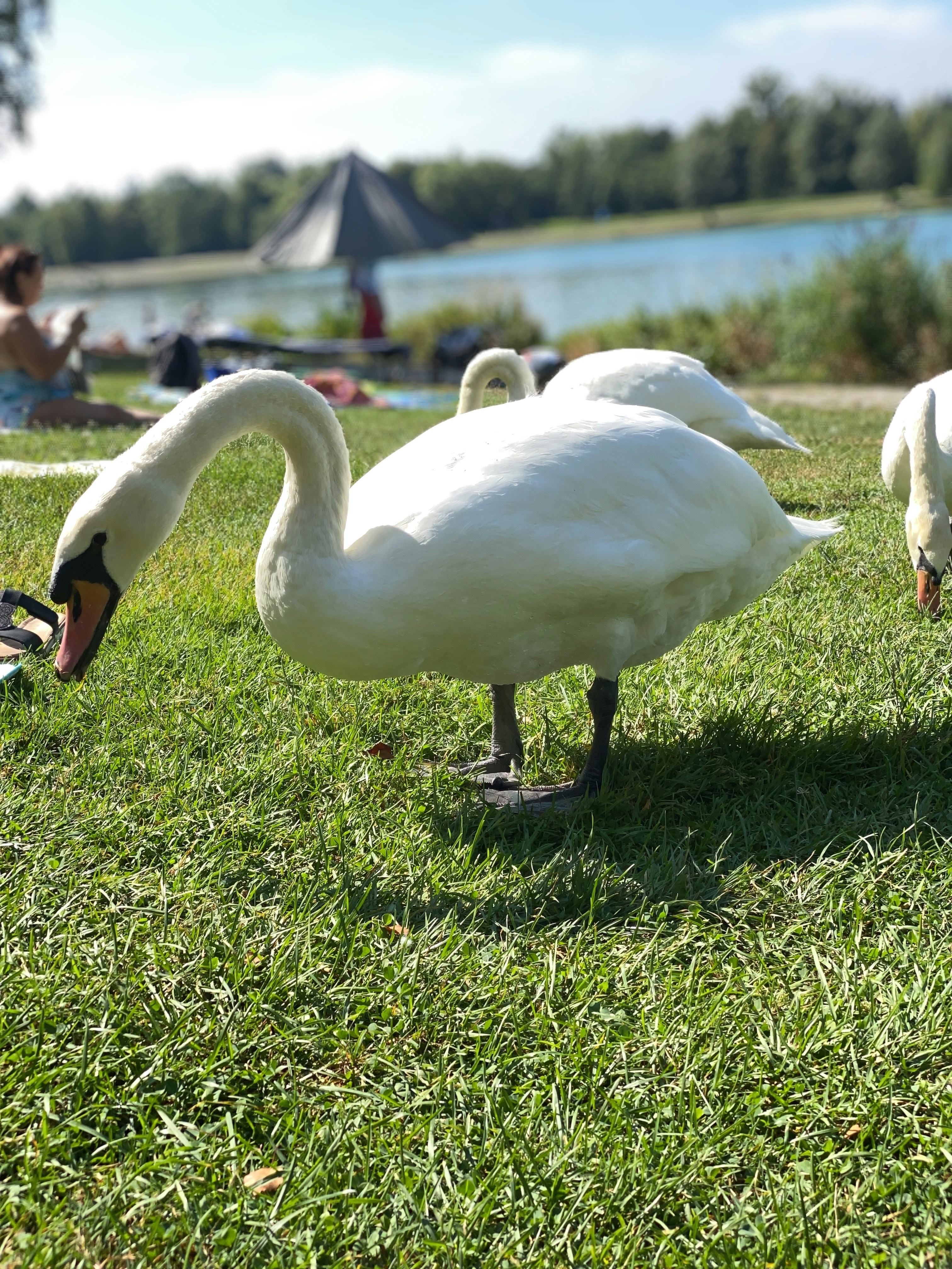 A group of swans standing on top of a lush green field