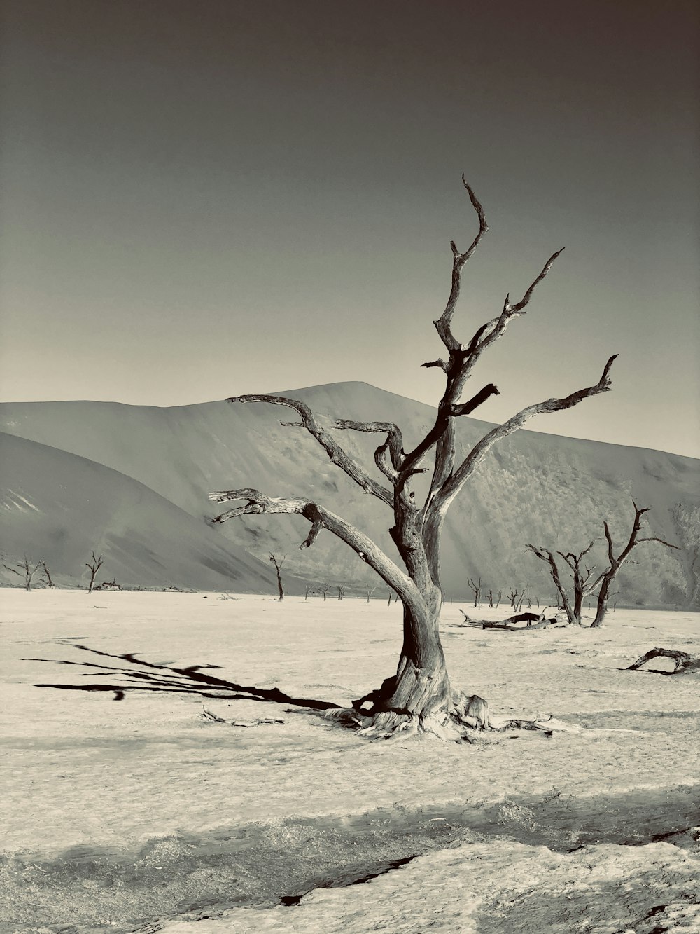 bare tree on white sand during daytime