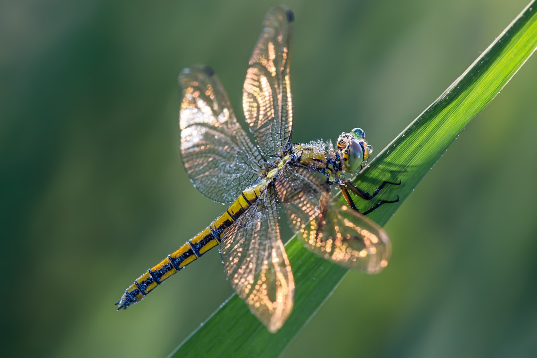 yellow and black dragonfly on brown leaf in close up photography during daytime