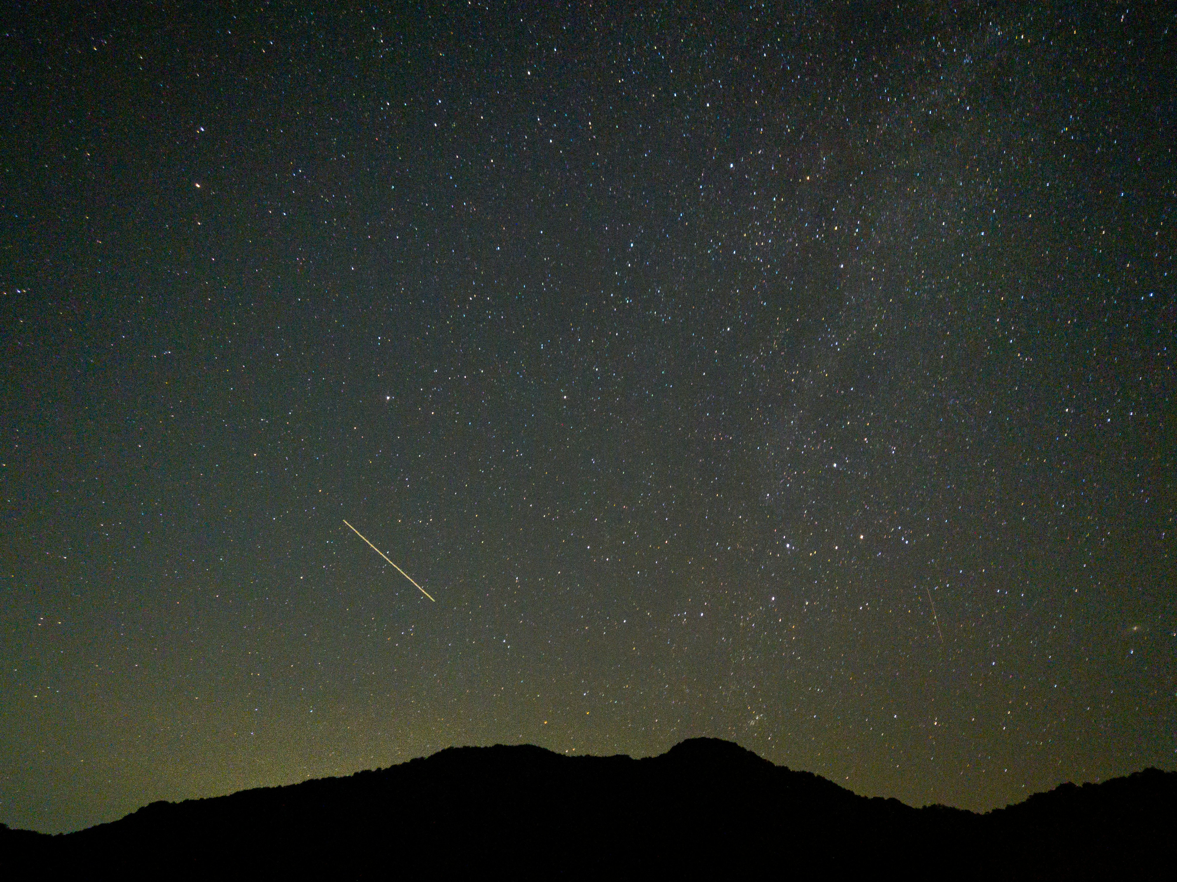 Photo by japanese_furseal