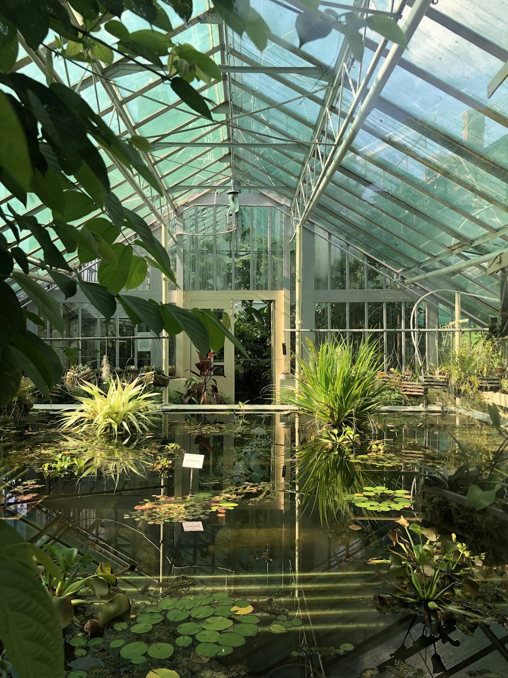 green plants in greenhouse during daytime