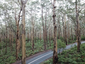 gray asphalt road between trees during daytime