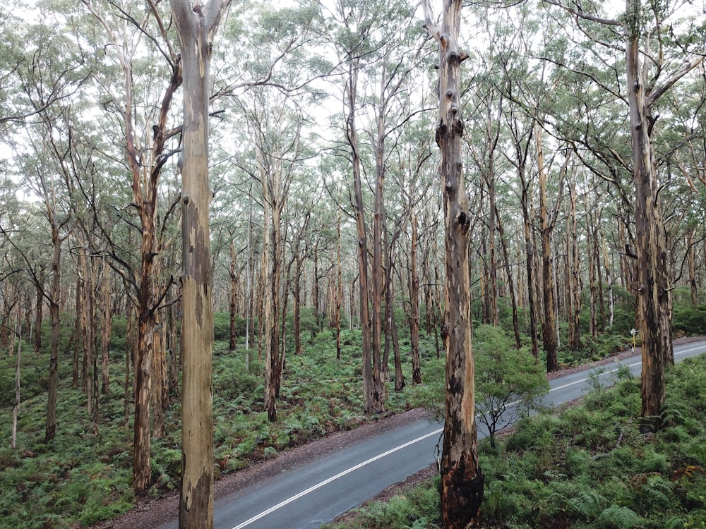 strada asfaltata grigia tra gli alberi durante il giorno