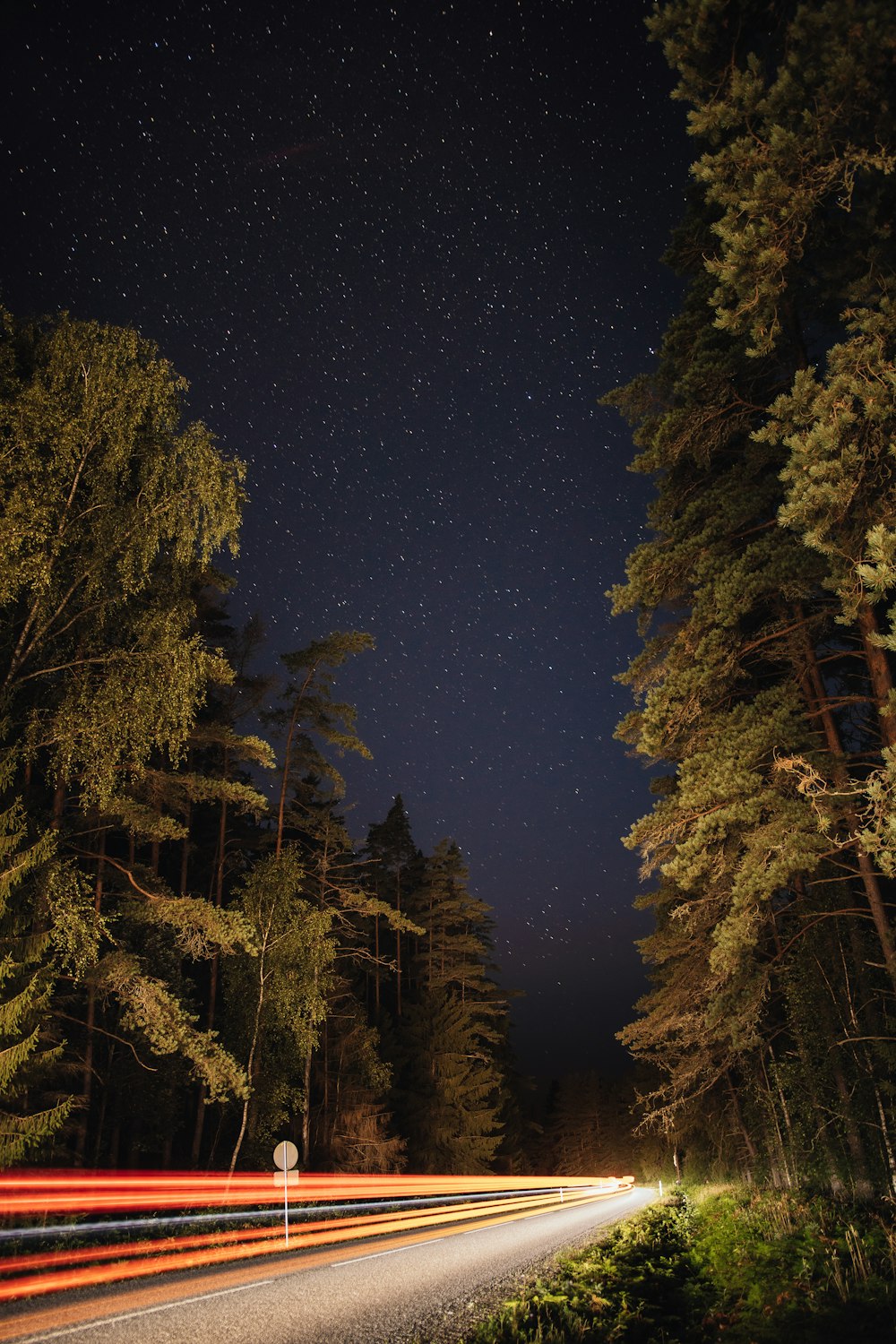 green trees under blue sky during night time