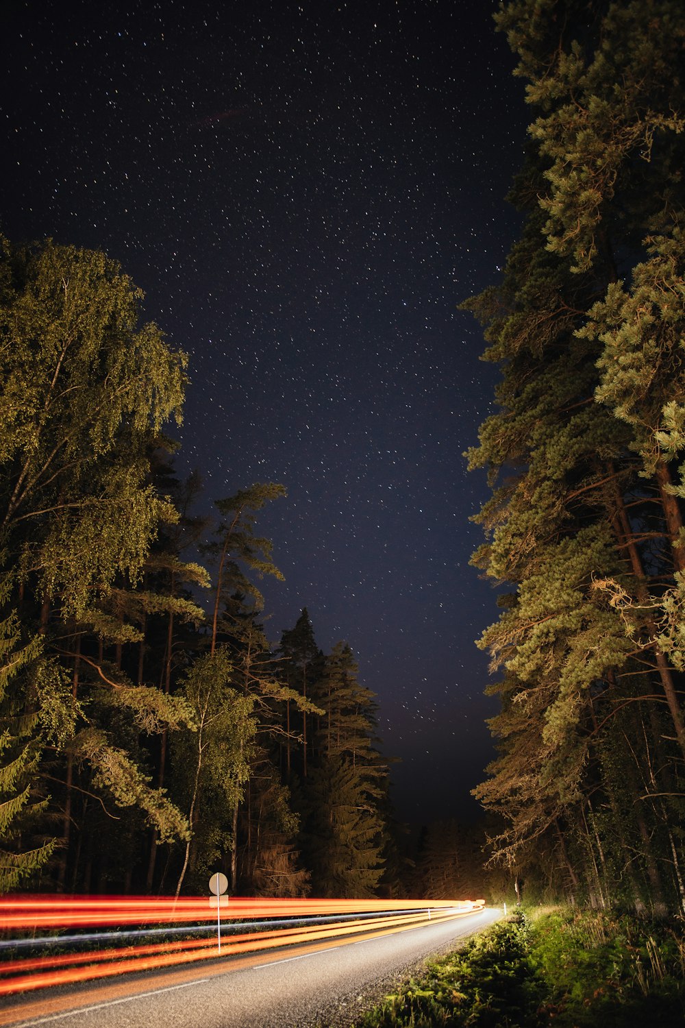 arbres verts sous le ciel bleu pendant la nuit